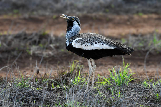 glorysummittour's tweet photo. Hartlaub's Bustard is a small, ground-dwelling bird with mottled plumage that provides excellent camouflage in dry grass, making it difficult to spot. #ExploreUganda #birding #UniquelyOurs #VisitUganda
https://t.co/RCJe14MVBQ https://t.co/LKb7ApwEWv