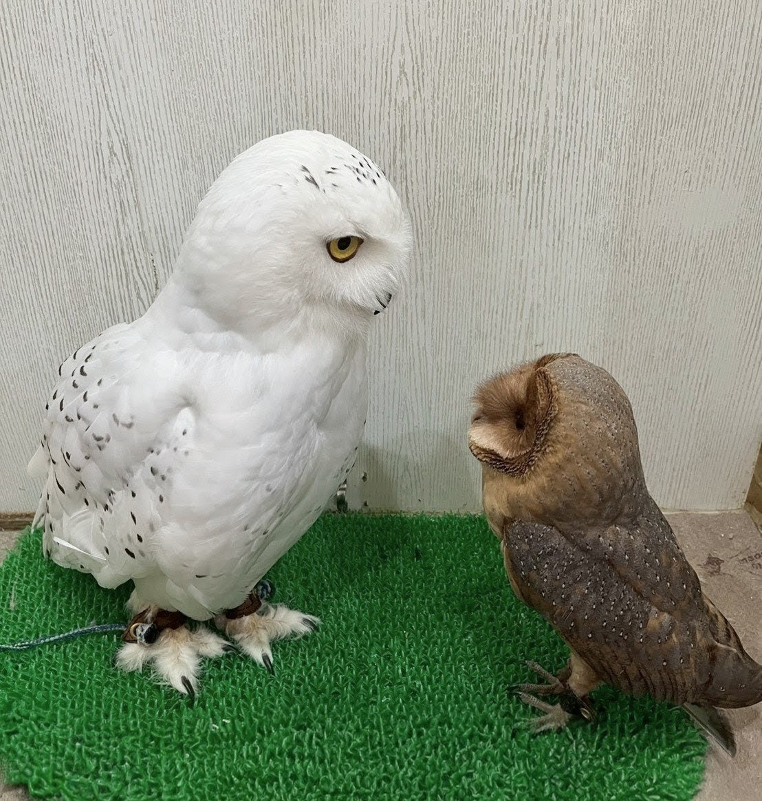 CaffeQuill's tweet photo. クロミ「君は白くて大きいね」
ガフール「。。。」
#お迎え募集中 
#餌販売 
#メンテナンス 
#フクロウカフェ 
#フクロウ #ふくろう 
#大阪 #梅田 #中崎町 #天神橋筋六丁目 https://t.co/zKGRh30q3p