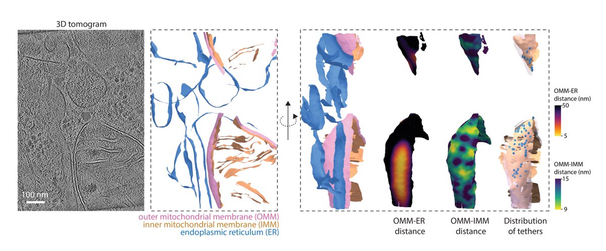 nitish_dua3's tweet photo. 5/ We also see close ER-mito contacts overlapping with tethers at replicating mtDNA. We propose that a gradient of ATAD3A determines positioning of the fission machinery. This gradient in turn is defined by replication state of mtDNA, reminiscent of MinCDE gradient in bacteria. https://t.co/QUV5UKmjEZ