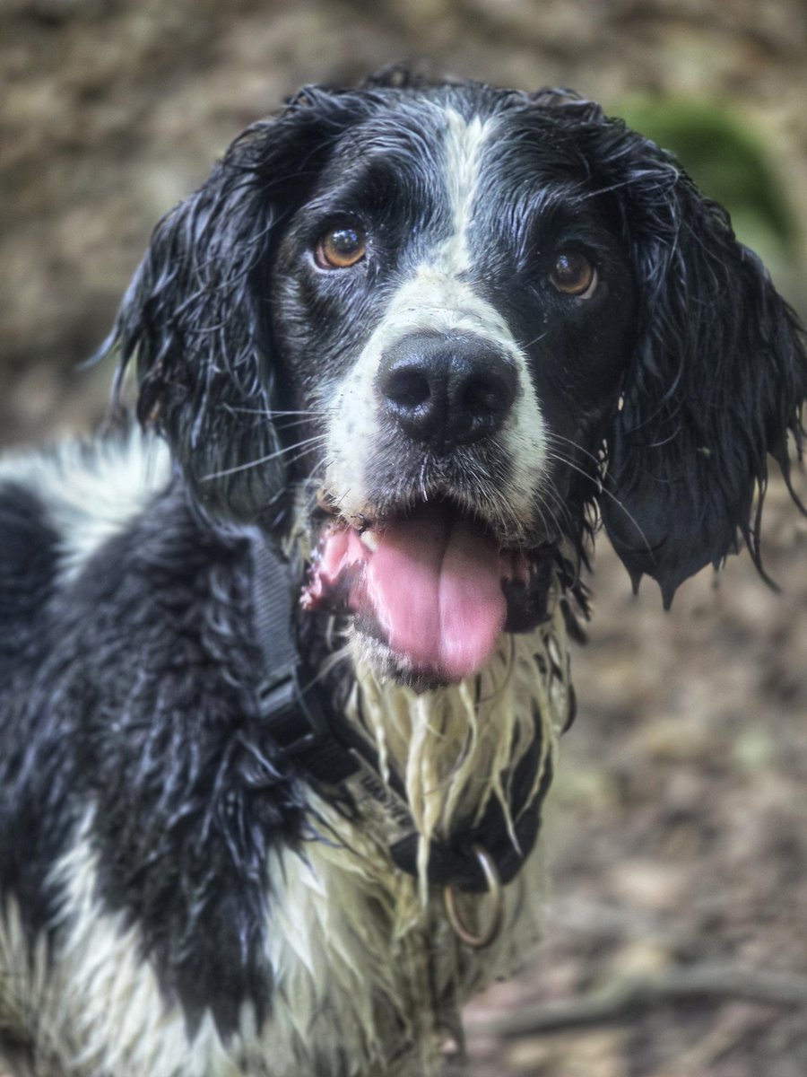 WalkinDogwalk's tweet photo. Harper is our Queen of ##wetdogWednesday - a great way to cool off!
👑💦❤️🐾🐶🐕🐾❤️💦👑
#springerspaniel #HappyHumpDay #walkinthedog https://t.co/yMIJgpYsZK