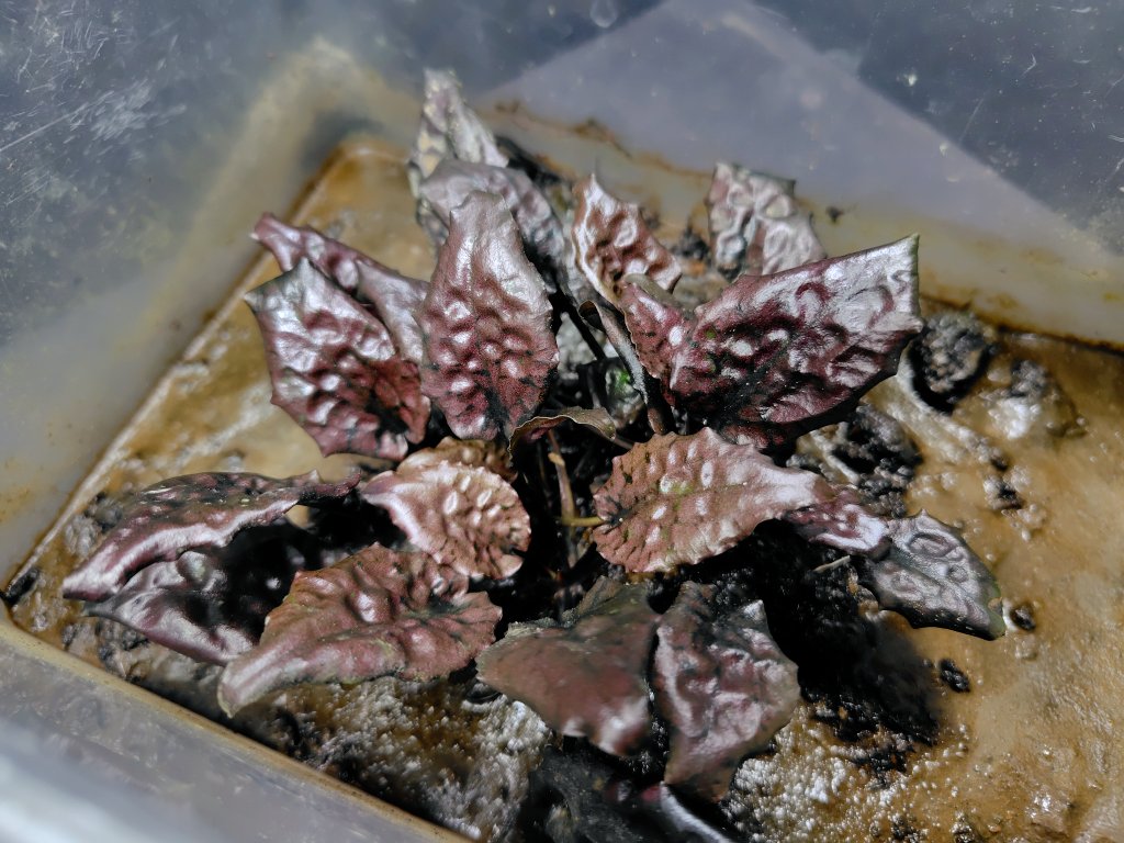Cryptocoryne striolata “Bourgogne Red” PP-241107-1 Berau
