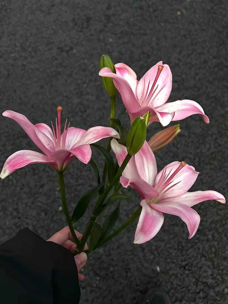 flowersplanettt's tweet photo. https://t.co/QlXDnCzQxn