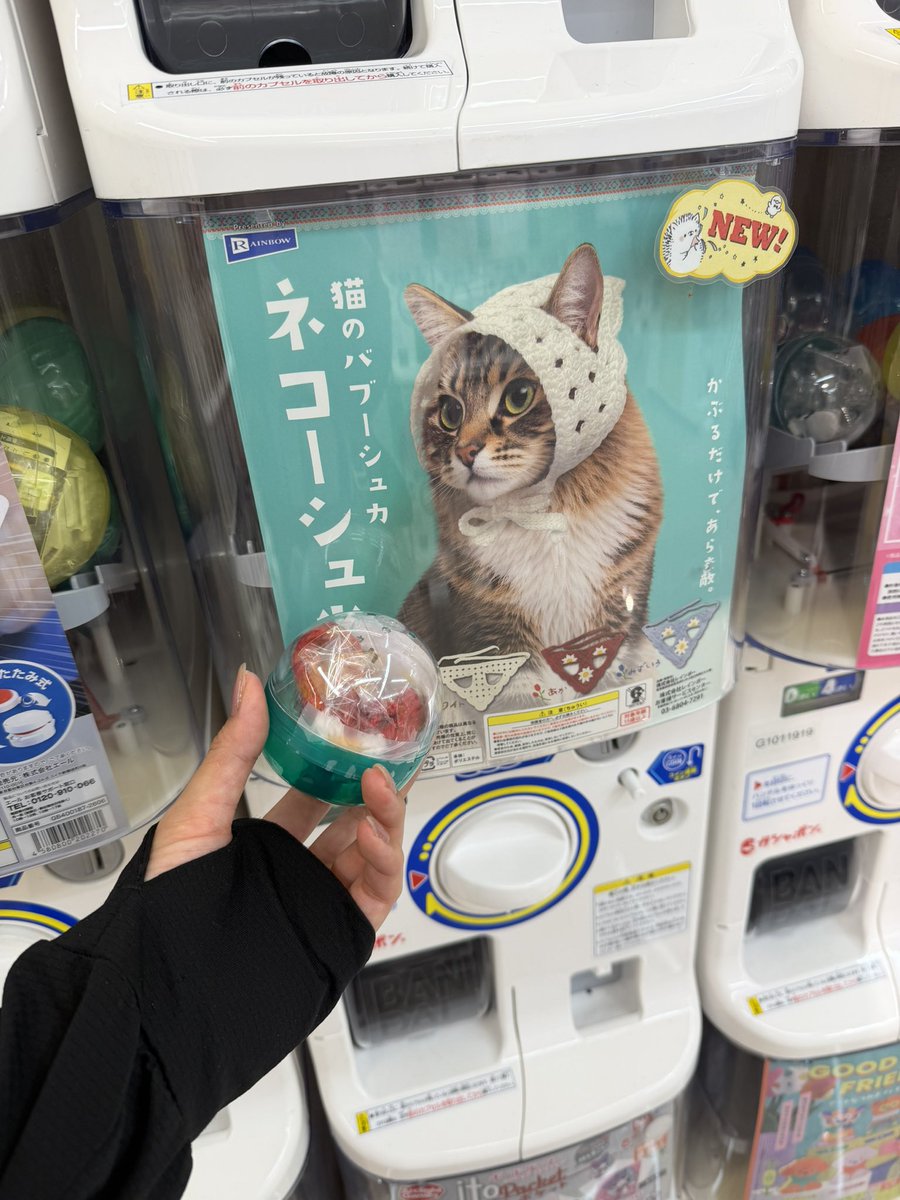 siberian_roy's tweet photo. 【本日の議題】
ネコーシュカが可愛すぎる件について https://t.co/Jr3T2H0dzZ