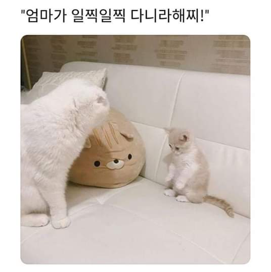 chaise_a_reine's tweet photo. 너는 전화 한 번 안 하니
어디서 뭐 하고 왔어? https://t.co/OEm1Zx2EFK