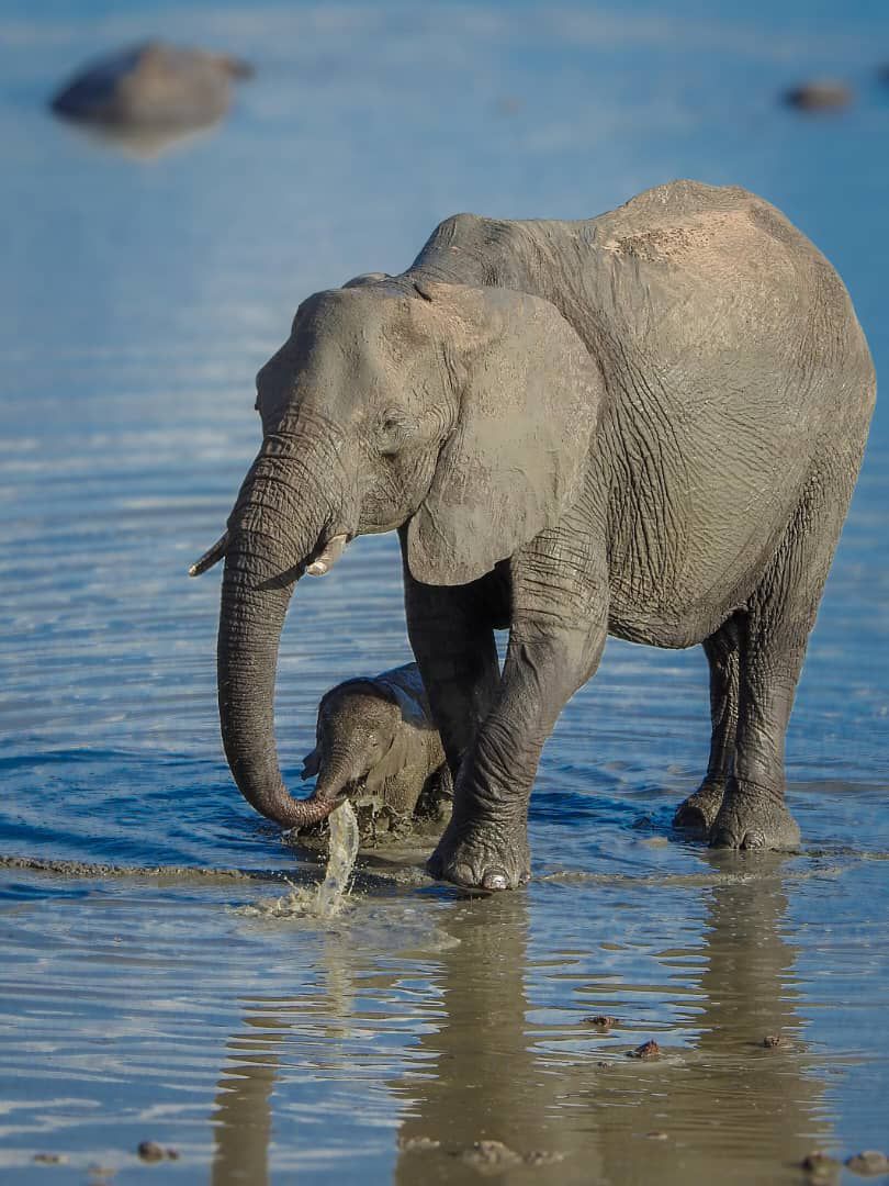 EPIAfrica's tweet photo. Sometimes, human-elephant conflict is framed as a policy debate, but it is first a communal issue. For thousands of families living close to Zimbabwe's national parks, the question is whether they will both survive: https://t.co/hsU40WRi4n https://t.co/ePctb8EvIh