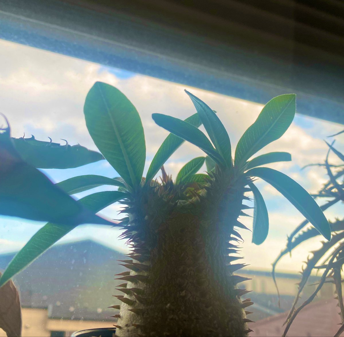 cracrafluer's tweet photo. 変態植物倶楽部、色んな植物と声優さん出てておもろい🌵植物好きな人なら分かる変態さw  うちのパキちゃんはぷっくり
#植物変態倶楽部

https://t.co/fqbtCZo3CO https://t.co/rQtqQsov00