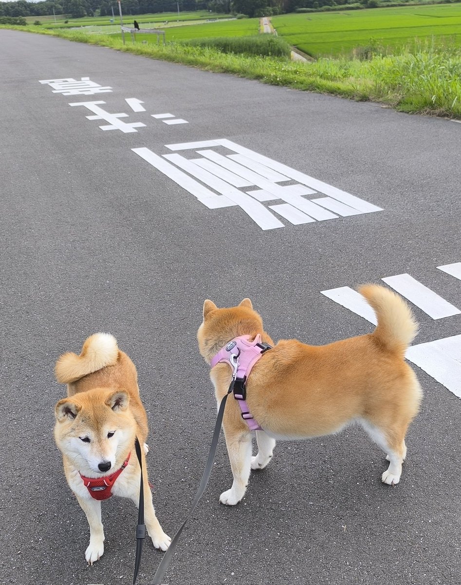 柴犬
