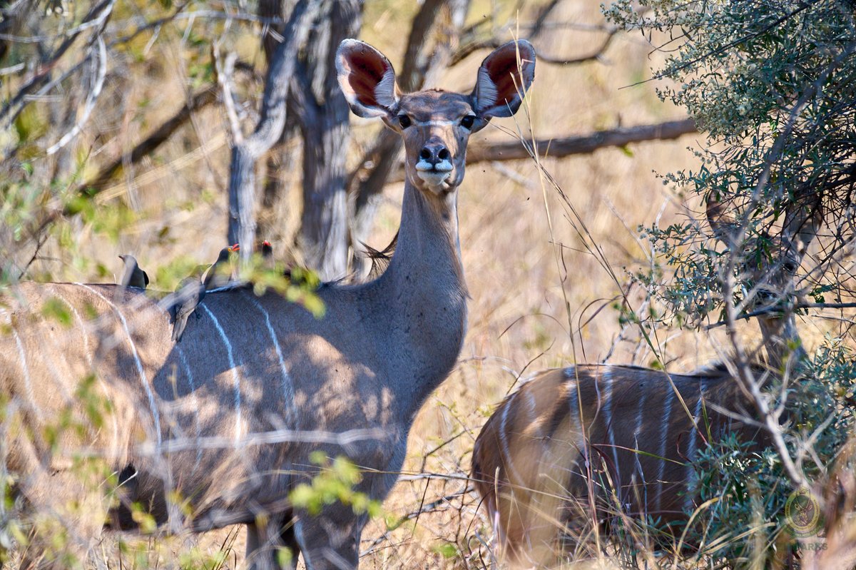 Zimparks's tweet photo. Beneath the vast skies of Hwange National Park lies an untamed sanctuary where the rhythm of life beats strong.
#nature
#wildlife
#VisitZimParks
#inharmonywithnature https://t.co/t7wej44Fum