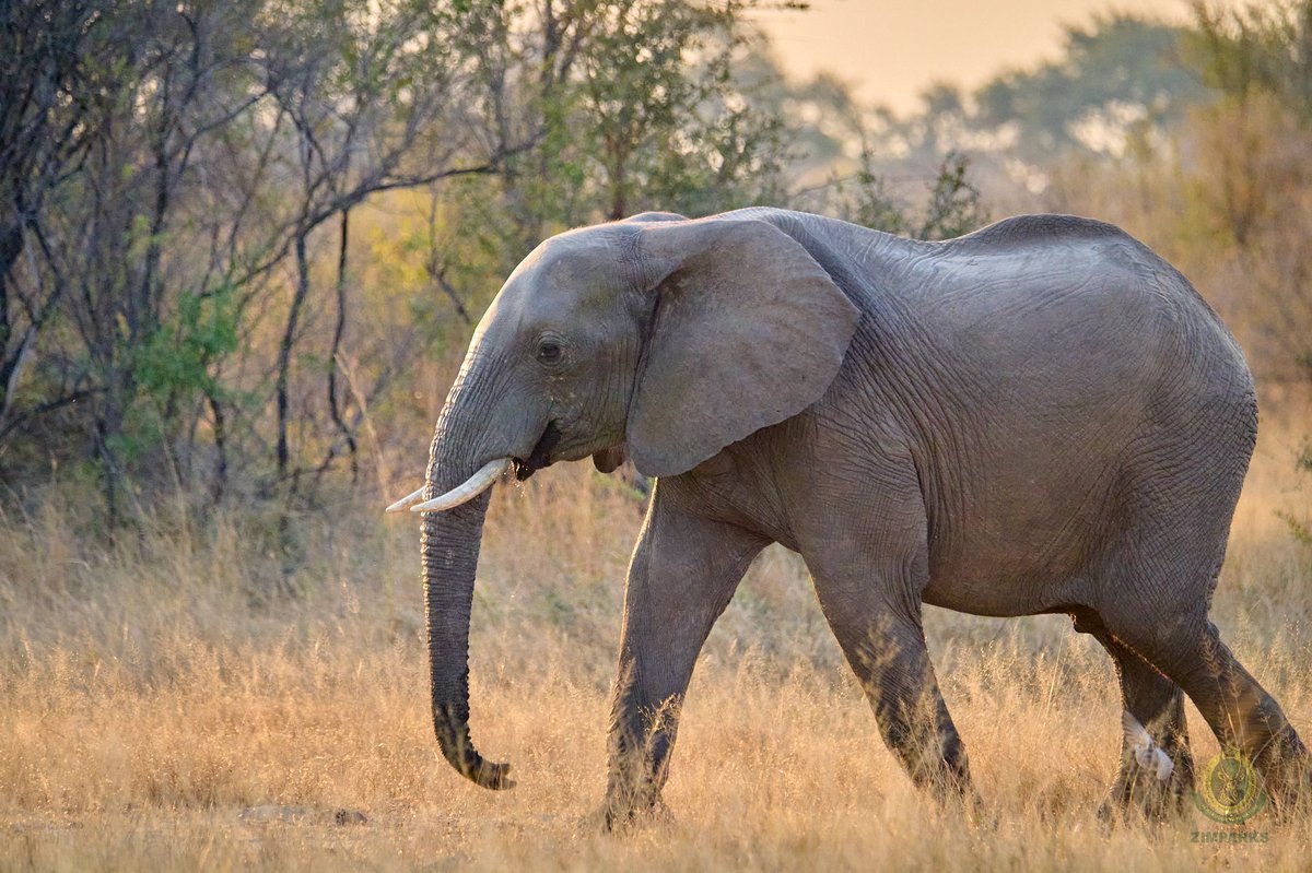 Zimparks's tweet photo. Beneath the vast skies of Hwange National Park lies an untamed sanctuary where the rhythm of life beats strong.
#nature
#wildlife
#VisitZimParks
#inharmonywithnature https://t.co/t7wej44Fum