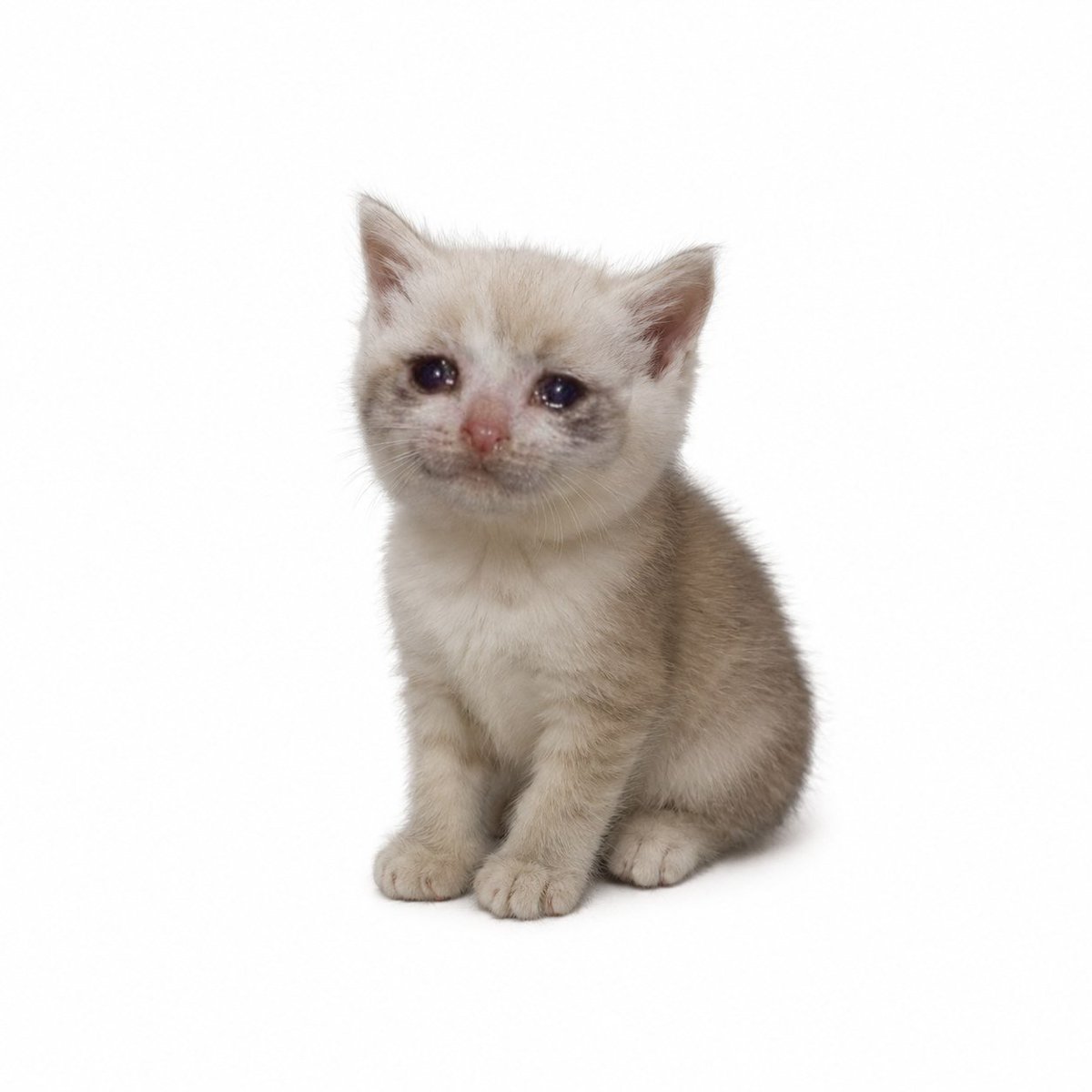 KawaiFarm's tweet photo. $CASHCAT belongs to Robinhood.

 $CASHKITTEN belongs to Solana. https://t.co/2VIsNGqmjW