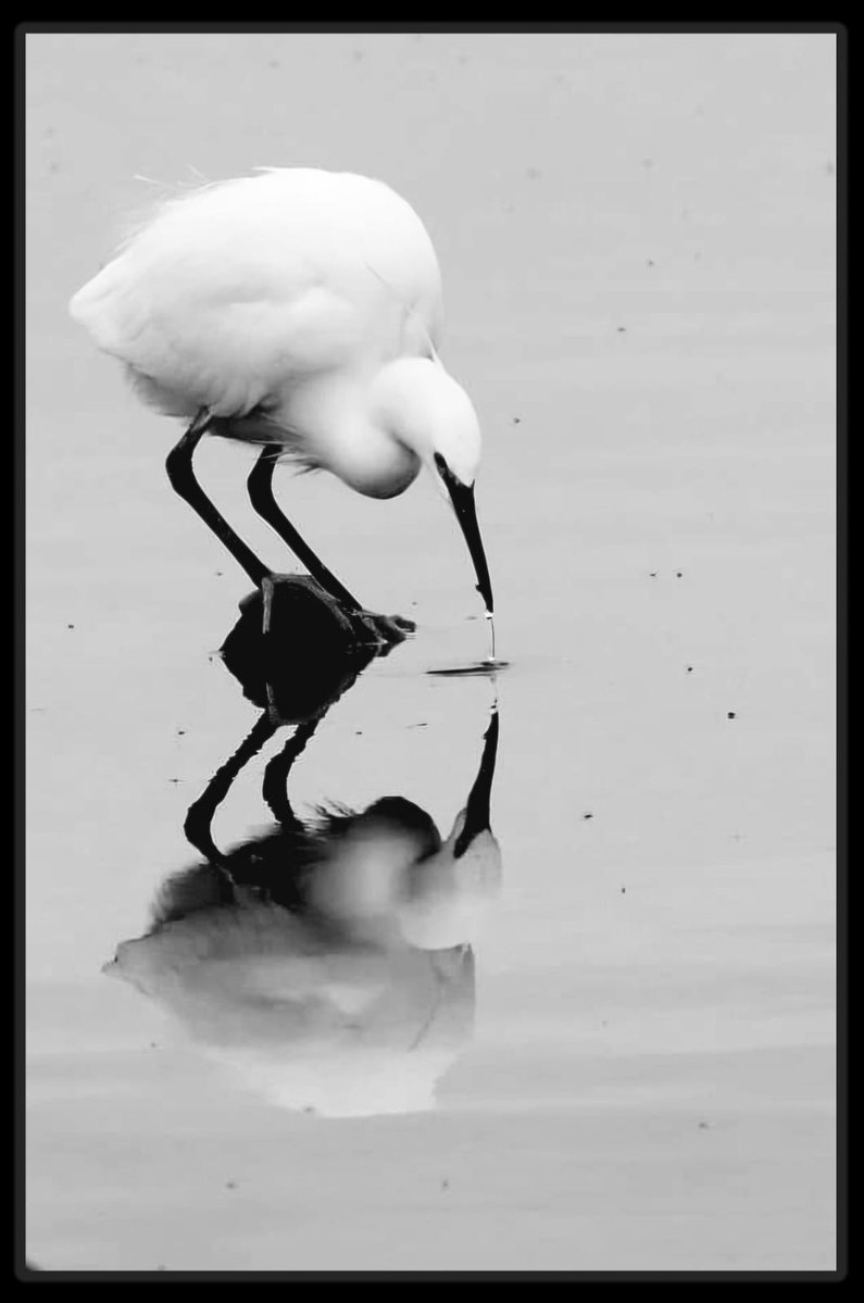 SuzyMakin's tweet photo. @Sam_Alexandra23 Large #birds One of my favourite subjects to photograph https://t.co/EmfgJPvaW4