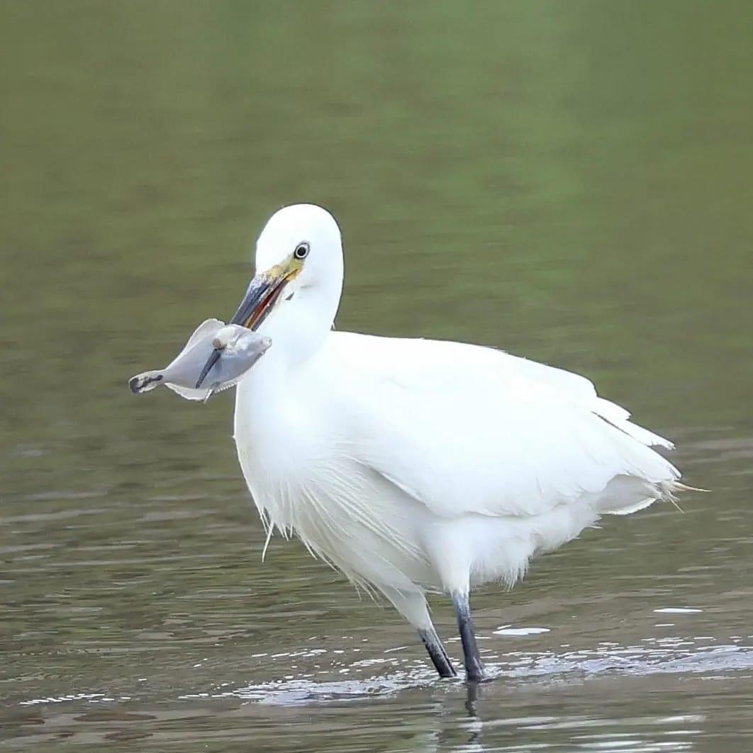 SuzyMakin's tweet photo. @Sam_Alexandra23 Large #birds One of my favourite subjects to photograph https://t.co/EmfgJPvaW4