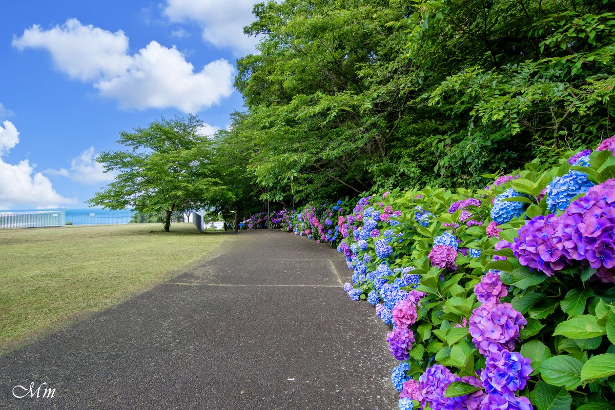 winhuuta's tweet photo. 海に続く紫陽花ロード https://t.co/HnTbZJpNs3