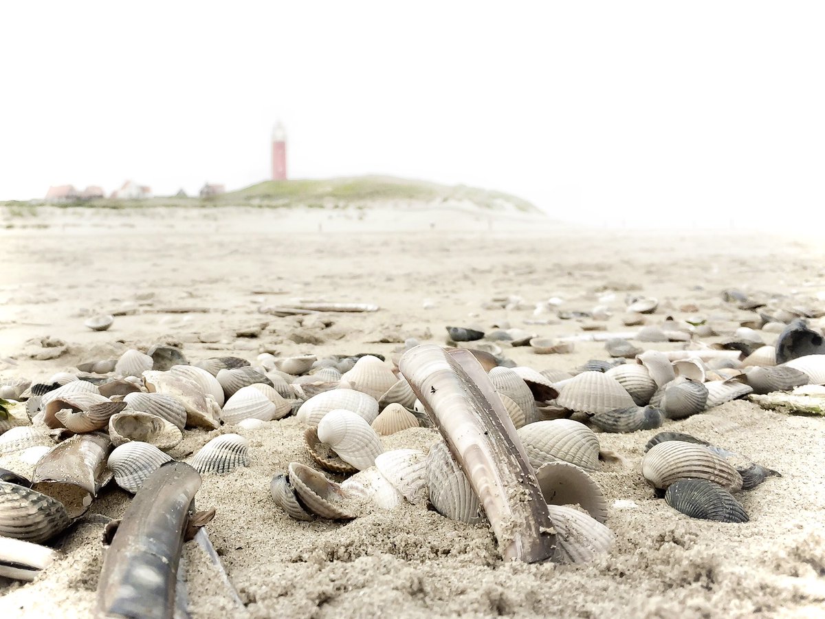 LisetteOpTexel's tweet photo. Schelpen zoeken op het strand 🏖️
Wat is er fijner, lekker zand tussen je tenen voelen
Het heerlijk koele zeewater wat je alles doet vergeten….happiness!
#Texel #waddeneiland #noordzee #schelpen #seashell #beach #beachlife #juli_Vakantie_kiek @beachclubs_nl @Visit_NL #wadden https://t.co/70MvAgyMFR