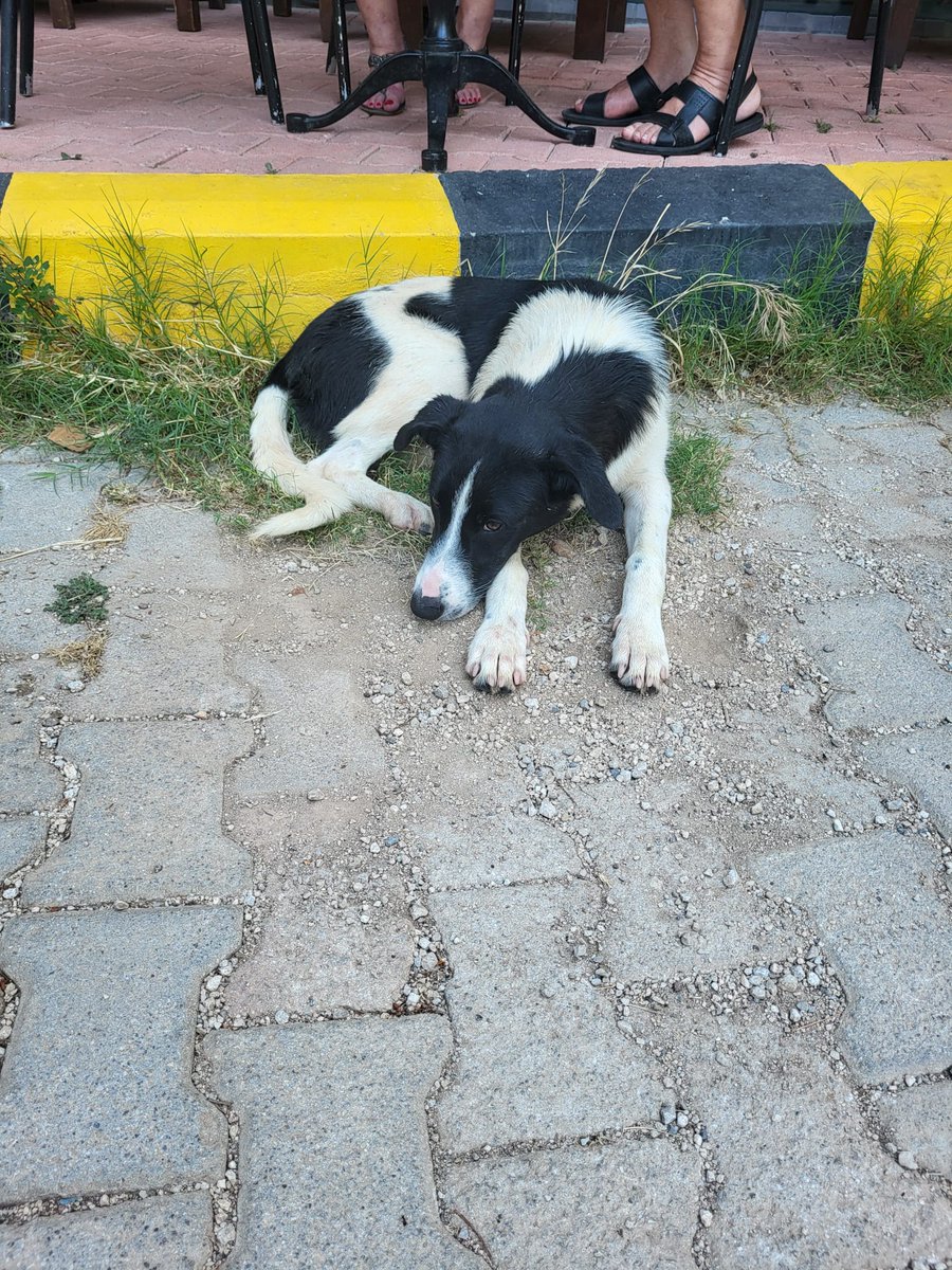 tulayekinci07's tweet photo. Antalya Yuva 
Kimse feryadımı duymuyor kimse cins olsa telefonlarım susmaz..
Çok acil belediye yakalarken yerlerde süründürmüşler ağzı kan içinde kalmış 😔 kaçmayı başarmış  8 aylık dişi tekrar gelip götürecekler lütfen yuva bulmama yardımcı olurmusunuz 🙏
05055626748 https://t.co/4imCtjLnvs