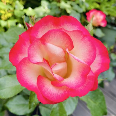max3374 tweet picture