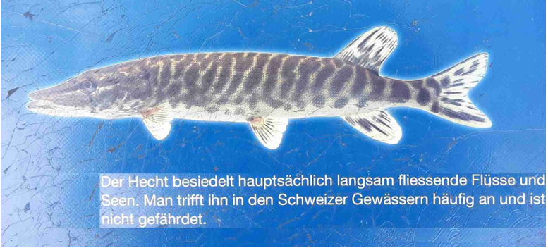 Variantengrammatik tweet media