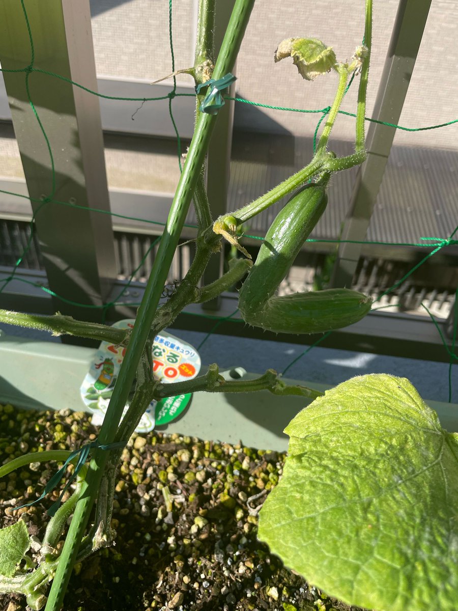 clear_wt's tweet photo. 今朝のベランダ園芸

昨日はしっかり晴れたせいか朝にはキュウリの葉がシナシナ

帰宅後も水やりが必要か？

上の方は今朝もまともなキュウリが取れたけど下の方に曲がり果
近くの黄化した葉を落としていたのでおそらく栄養不足のせい
なるほど栽培管理に失敗するとこうなるのか https://t.co/SnWvmDqwL3