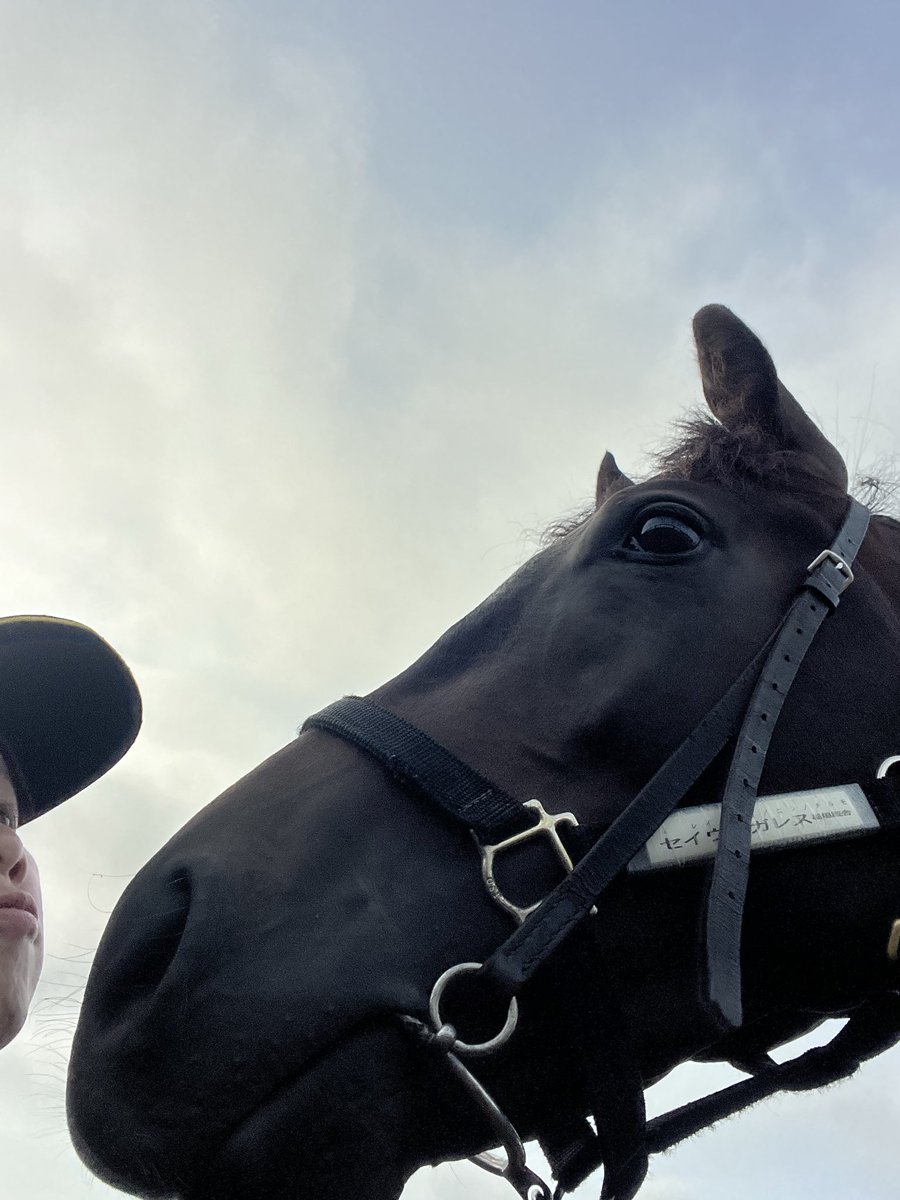 tokki_com's tweet photo. 可愛く撮れたじょ🐴ｾｲｳﾝｶﾞﾚｽ/稲垣厩舎 https://t.co/idaS1V6Jct
