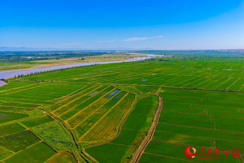 PDChinese's tweet photo. 【寧夏：塞上江南 稻浪鋪青】眼下寧夏黃河灌區水稻田連片的翠色鋪滿河灘平地，田野處處涌動蓬勃生機。依託得天獨厚的引黃灌溉條件，銀川平原孕育出連片優質稻田，鮮嫩的水稻秧苗漾開層層綠意，水岸林木錯落排布，沃野、長河、遠山相融相生，盛夏時節的塞上江南勾勒出一幅層次雅緻的田園畫卷。 https://t.co/sHEVmofRXp