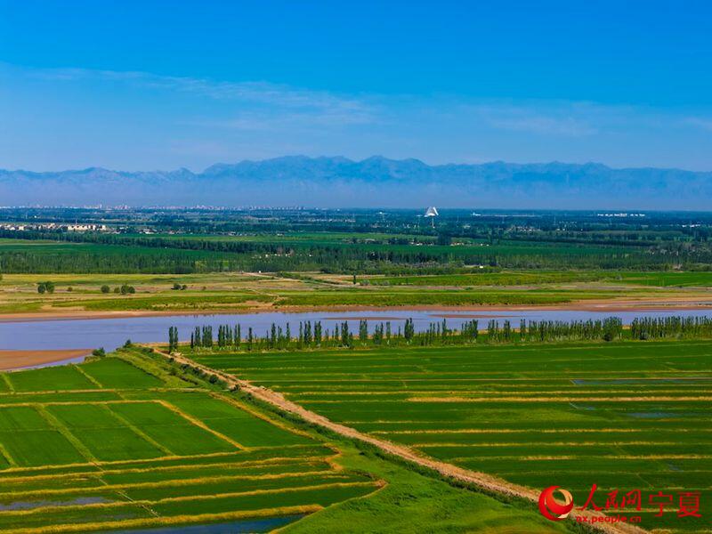 PDChinese's tweet photo. 【寧夏：塞上江南 稻浪鋪青】眼下寧夏黃河灌區水稻田連片的翠色鋪滿河灘平地，田野處處涌動蓬勃生機。依託得天獨厚的引黃灌溉條件，銀川平原孕育出連片優質稻田，鮮嫩的水稻秧苗漾開層層綠意，水岸林木錯落排布，沃野、長河、遠山相融相生，盛夏時節的塞上江南勾勒出一幅層次雅緻的田園畫卷。 https://t.co/sHEVmofRXp