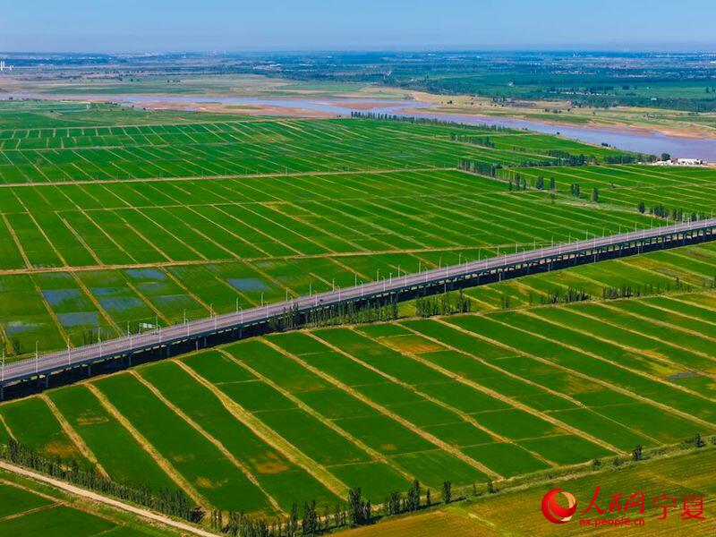 PDChinese's tweet photo. 【寧夏：塞上江南 稻浪鋪青】眼下寧夏黃河灌區水稻田連片的翠色鋪滿河灘平地，田野處處涌動蓬勃生機。依託得天獨厚的引黃灌溉條件，銀川平原孕育出連片優質稻田，鮮嫩的水稻秧苗漾開層層綠意，水岸林木錯落排布，沃野、長河、遠山相融相生，盛夏時節的塞上江南勾勒出一幅層次雅緻的田園畫卷。 https://t.co/sHEVmofRXp