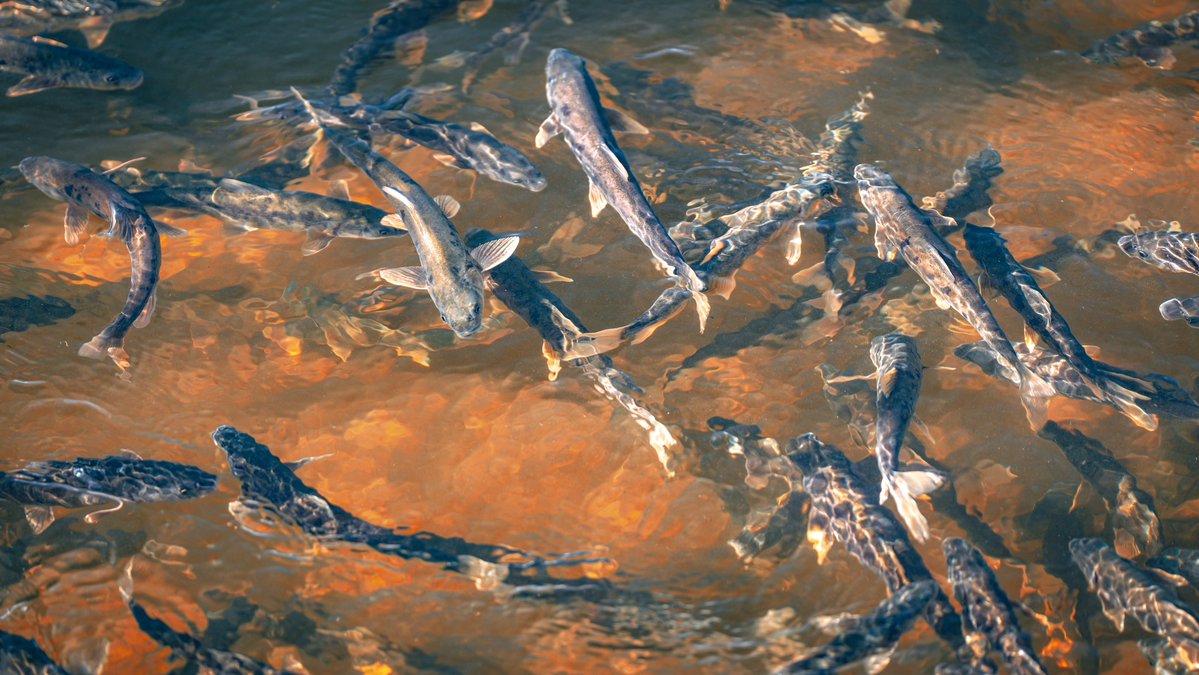 CocoStudio4's tweet photo. Le Gymnocypris przewalskii, espèce endémique autrefois menacée, revit grâce aux mesures de protection prises au niveau local. Pour mon premier séjour dans la province du Qinghai, voir autant d'eau que de poissons dans cette rivière m'a marquée.
#Chine #Sanjiangyuan #qinghai https://t.co/DyduVr9g7y