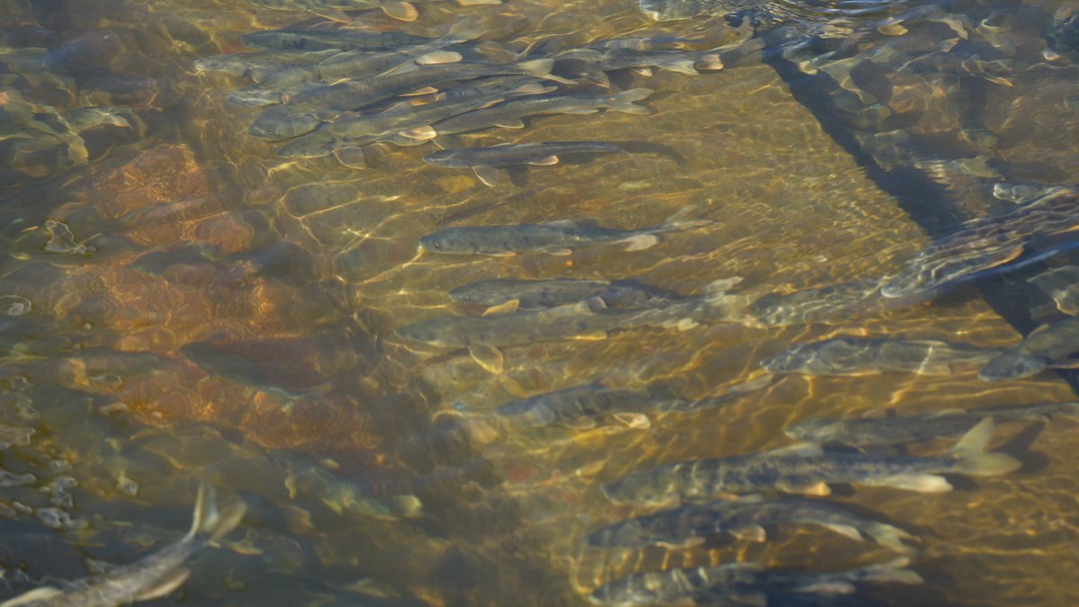 CocoStudio4's tweet photo. Le Gymnocypris przewalskii, espèce endémique autrefois menacée, revit grâce aux mesures de protection prises au niveau local. Pour mon premier séjour dans la province du Qinghai, voir autant d'eau que de poissons dans cette rivière m'a marquée.
#Chine #Sanjiangyuan #qinghai https://t.co/DyduVr9g7y