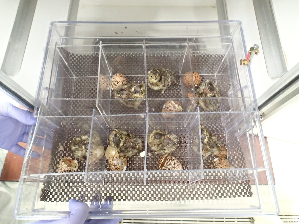 toyamafamipa's tweet photo. 7月6日から7日にかけてライチョウ���雛7羽が孵化しました。ファミリーパークでライチョウが孵化するのは２年ぶりです。このあとも体調に気を付けながら、飼育や保護の活動に取り組んでいきます。 https://t.co/JcG2zys0kY