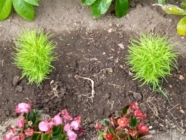 chocopako's tweet photo. 庭の荒れ地にコキア２本植えてみた🌱🌱育つかな https://t.co/eeCZG9fXRN