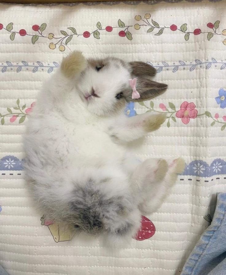 animalpopular9's tweet photo. Crazy bunnny! https://t.co/3Hhlju6ykF