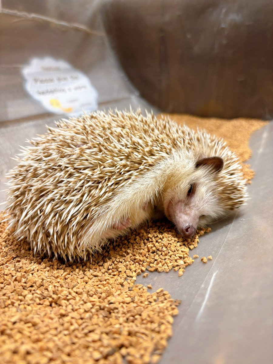 モールハリネズミちゃん お部屋覗いたら寝方が独特でした🦔 個性的なハリネズミちゃんに会いに