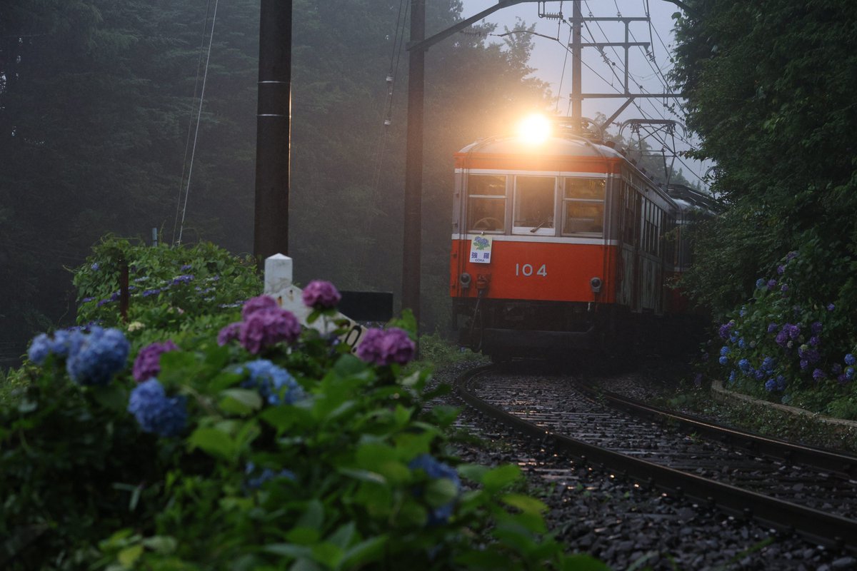 Seven_Siz's tweet photo. 箱根登山 紫陽花
前照灯の点灯率が終わっていて中々カットを稼げず…来年は点灯率上がってることを祈ってます。 https://t.co/Ap4aFwGOME