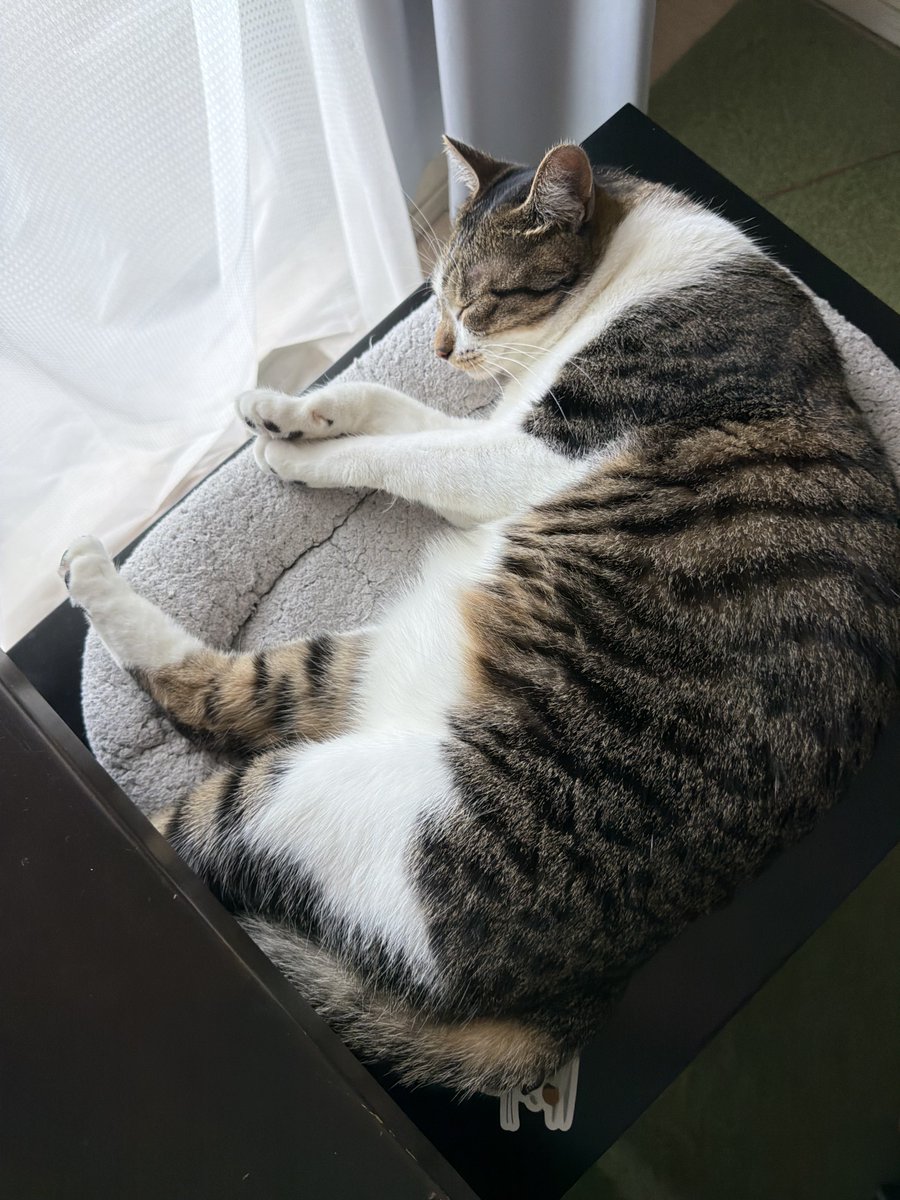 猫嶋 tweet media