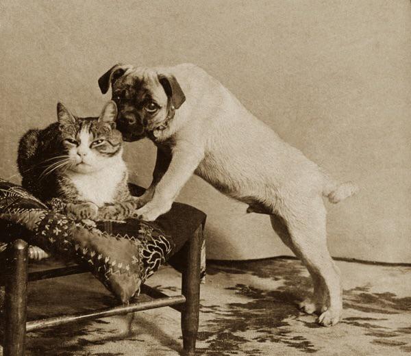 imiku_vt's tweet photo. @sleepynene_ @miffygeist Bring back pugs with snouts https://t.co/B3DPsLPXaa