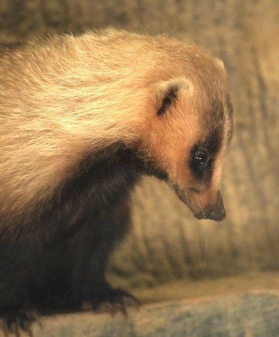 tama080707's tweet photo. 10ヶ月ぶりに
まちちゃんに会えました🦡
2026/7/7📷
#東山動植物園
#ニホンアナグマ
#まち  
#higashiyamazooandbotanicalgardens 
#japanesebadger
#machi https://t.co/zcP8qWU4C7