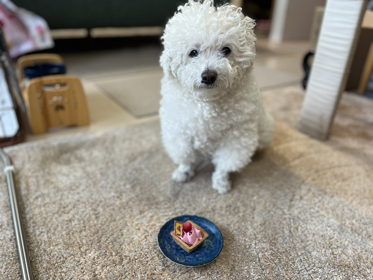 miya011272's tweet photo. ハピバ🎉マロン🐶 https://t.co/0LG6NSuI0l