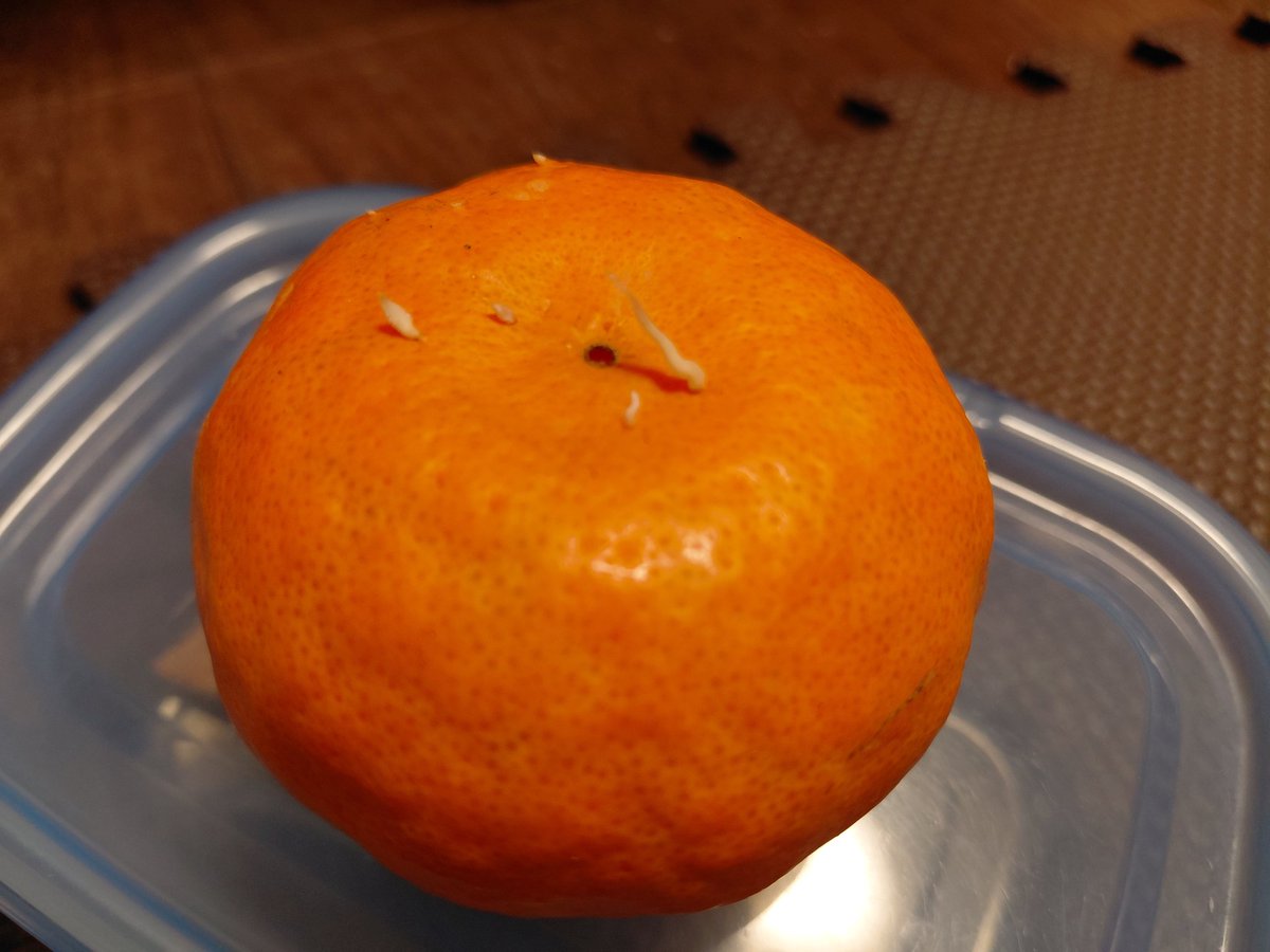 motikkutai's tweet photo. みかんから根っこが生えてきた。
訳が分からないよ。 https://t.co/dI4NPSpHRY
