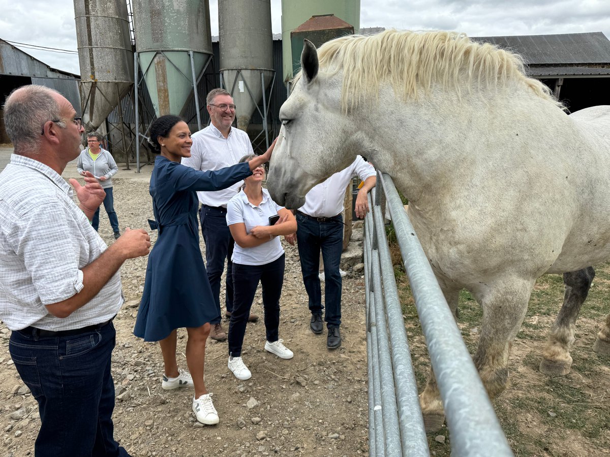Prefet53's tweet photo. Richesses de la Mayenne | Filière équine

#Agriculture #FilièreÉquine 🐴🌾

[25/06] Le Percheron, une passion mayennaise. Nadège Baptista, préfète de la #Mayenne, s'est rendue au GAEC Valleaunay, à Cossé-le-Vivien, pour échanger avec la famille Vallée autour de cette filière équine.

🌾 Créé en 2024, le GAEC Valleaunay exploite 167,5 hectares de surface agricole, alliant élevage de chevaux Percherons, bovins allaitants et grandes cultures.

🐎 Passion transmise de génération en génération, l'élevage valorise le Percheron à travers la sélection génétique, les concours et la promotion de la race. Une activité qui contribue à faire vivre un savoir-faire reconnu en Mayenne.

🏅 Cette année, l'exploitation a représenté la Mayenne au Salon international de l'agriculture avec Noblesse de la Noë, une pouliche de 3 ans sélectionnée pour le Concours général agricole. Elle a décroché la 6⃣ème place de sa section.

🐴 De l'élevage à la reproduction, en passant par le sport et les loisirs, la filière équine occupe une place majeure en Mayenne et participe pleinement à l'attractivité du territoire.
