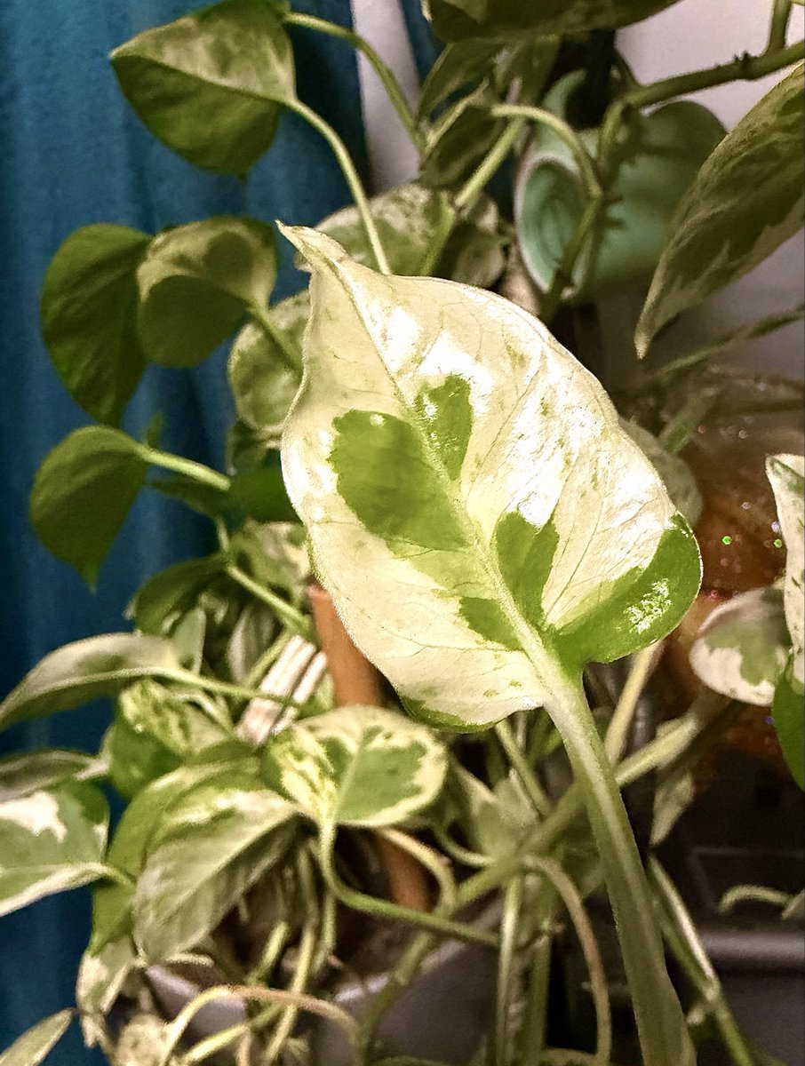 BrytniStu's tweet photo. My few days old white #Pothos leaf with 2 hearts! ❤️ #heartsinnature https://t.co/HFkNUwkKtd