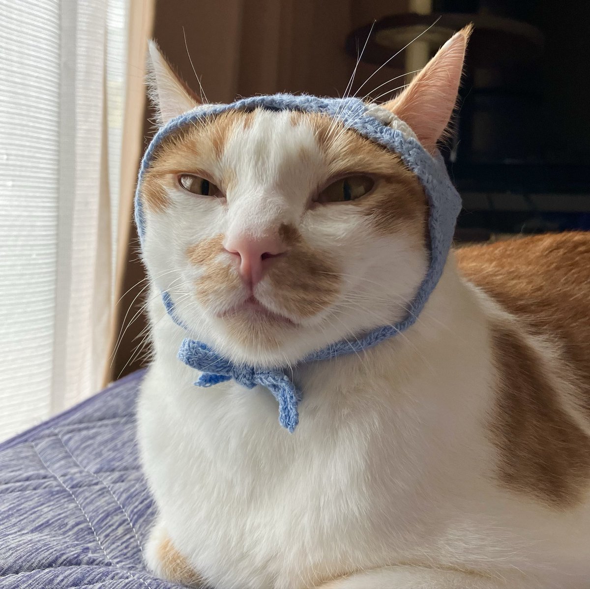 goemon0430's tweet photo. ネコーシュカが可愛すぎて悶絶🐱🥰

#猫好きさんと繋がりたい https://t.co/z9FGmYYfX7