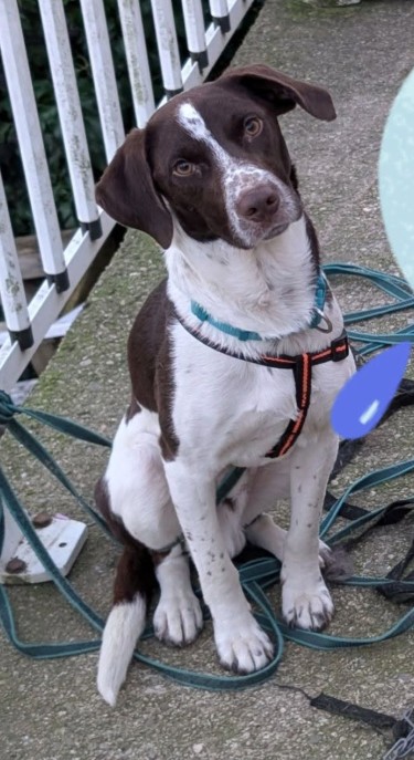 MissingTarn81's tweet photo. 08.07.26 Perdu chien type croisé Braque blanc/chocolat à Mazamet (Jardin Public). Contact (amie du proprio) : https://t.co/LNxIWsDvy4 #Tarn https://t.co/TtPSa5FIgz