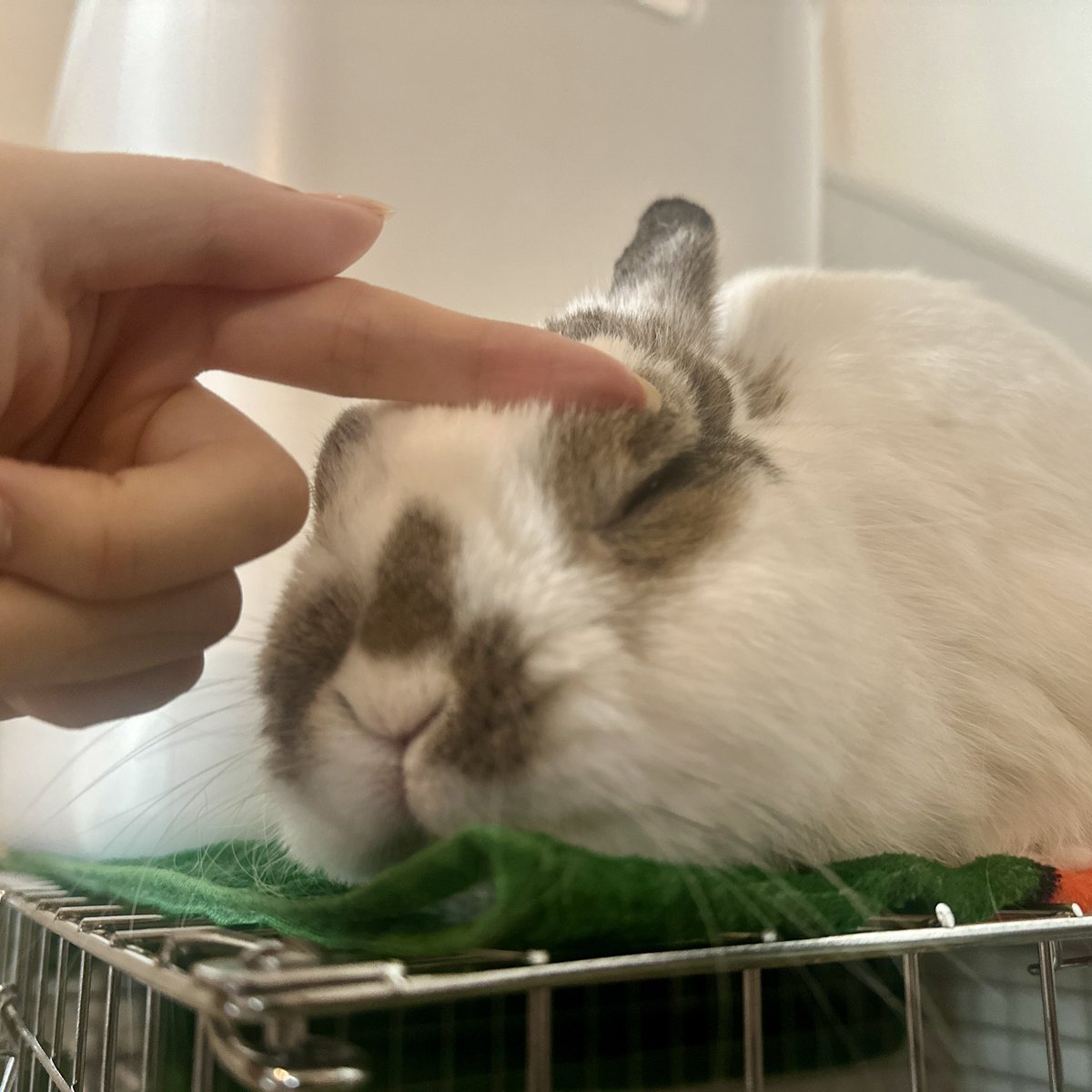 omochi_mochi_5's tweet photo. ナデナデされるとすぐとろける
おまんじゅううさぎ🐰 https://t.co/0DqaeSmZlk