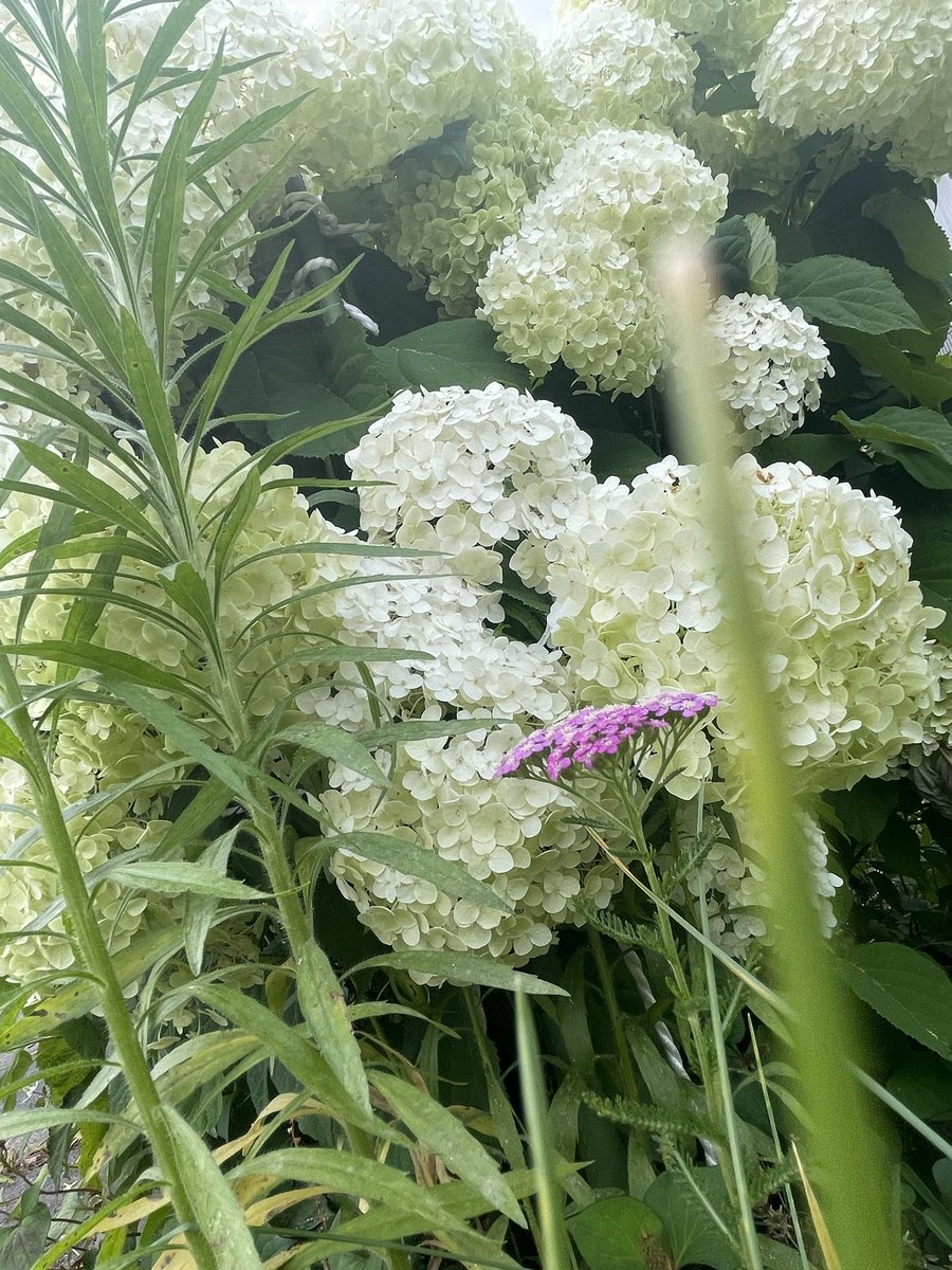 nekode4's tweet photo. 花 https://t.co/BFARzlgMyF