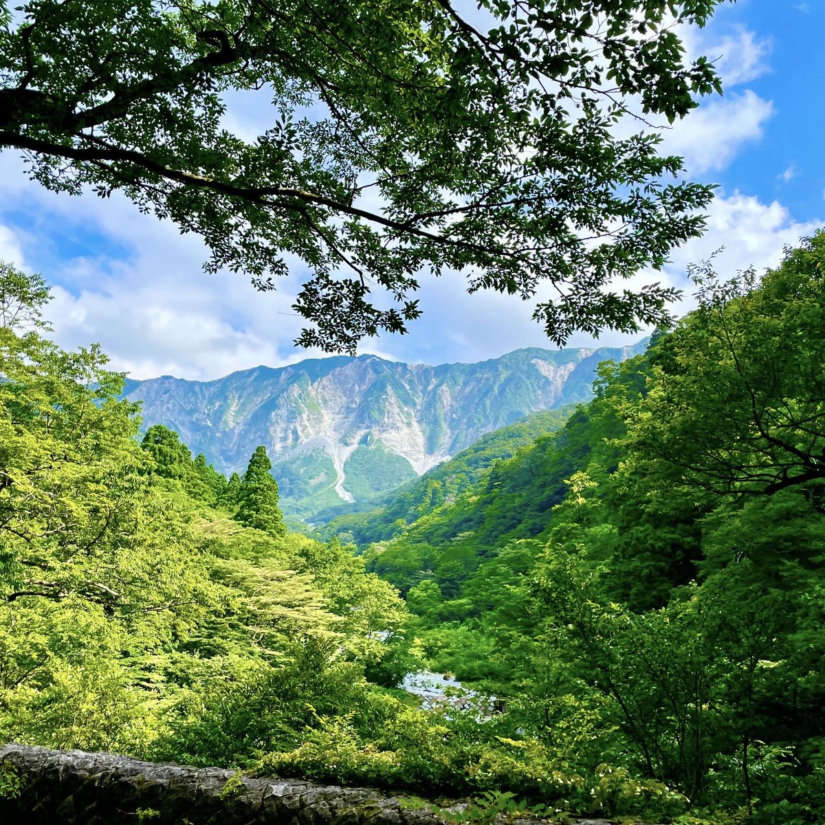 tomashibadaisen's tweet photo. 【速報】本日、中国地方が梅雨明けしたわん。今日はもう、あちこちから夏のにおいがするわん。 https://t.co/9gTfqZ5Lfj