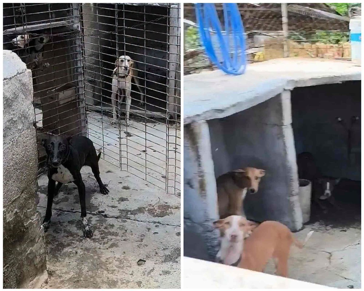 plataforma_NAC's tweet photo. 🔴 Investigan un supuesto caso de maltrato con unos 150 perros en una finca de #Telde 

El responsable de un refugio animal ha denunciado los hechos ante @AUGC_SEPRONA tras localizar animales encadenados, desnutridos y con aparentes lesiones

👉 Noticia: https://t.co/aMsrsHqnaN https://t.co/7FNGfDMtKI