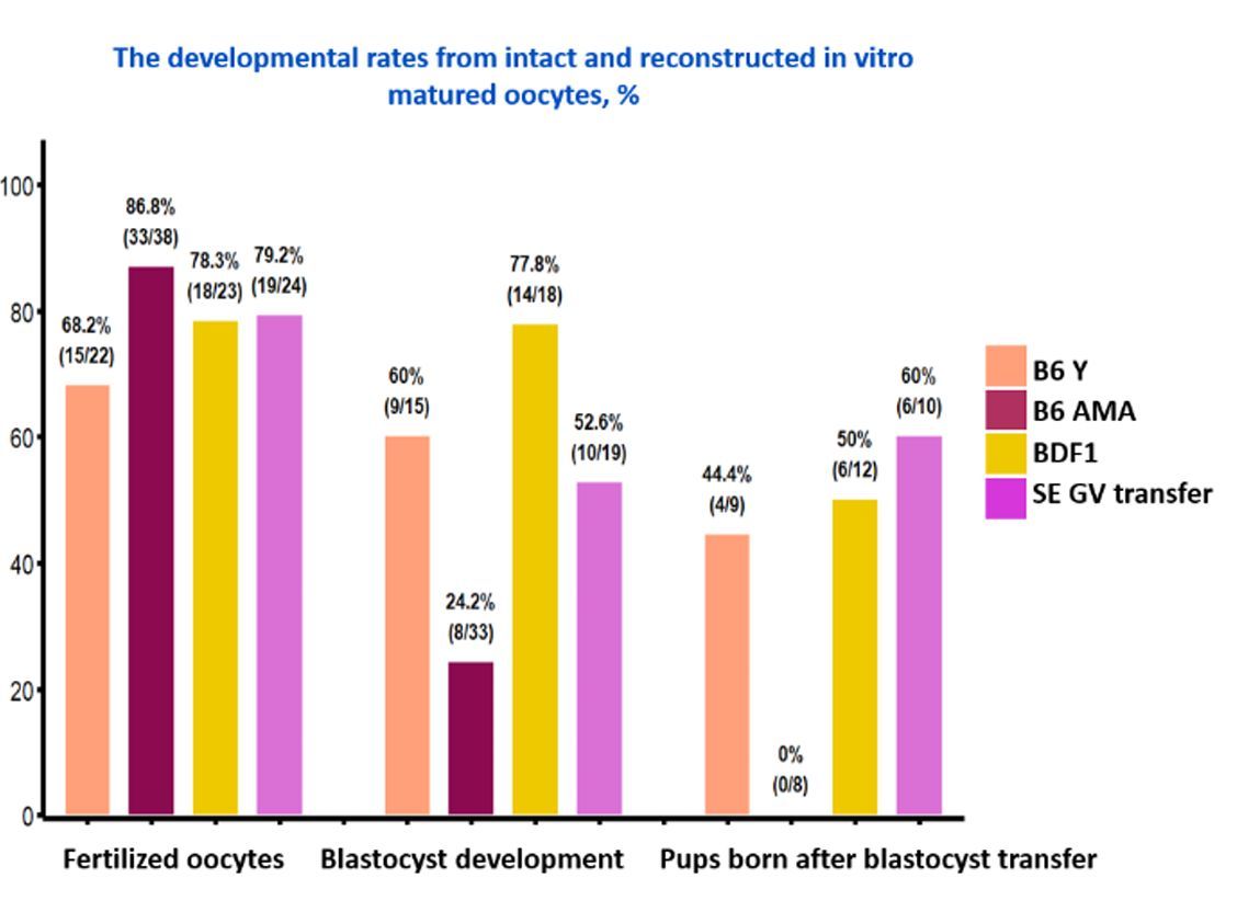 FulkaLab's tweet photo. Reminder: A normal chromosome count ≠ a successful pregnancy.
In our aged mouse model:
🧬 50% of oocytes were euploid
🧫 25% hit blastocyst stage
🛑 0% resulted in live births

Euploidy is just the baseline. The rest matters just as much.
https://t.co/RPpzgmRKK6
#Oocyte #Aging https://t.co/DcyxGZX77j