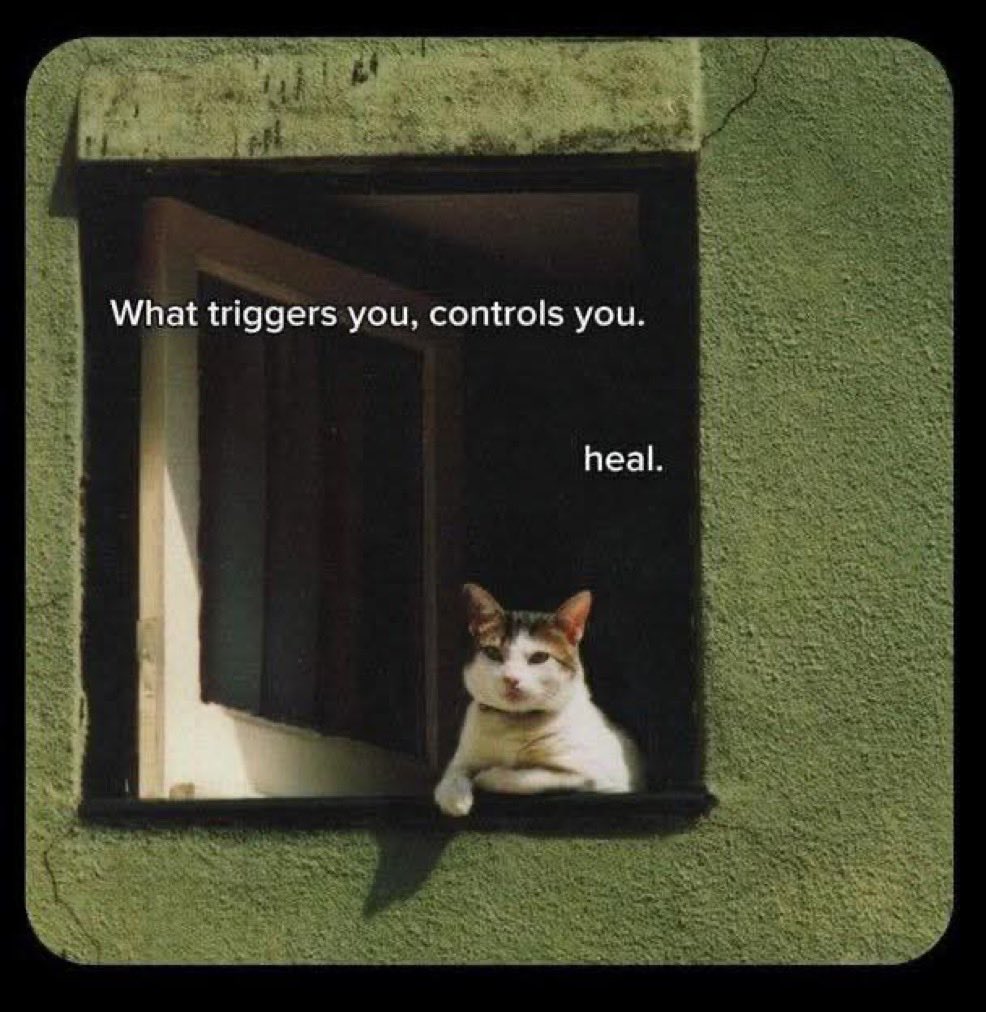MyCuteCatPage's tweet photo. https://t.co/YAjZBAmWZC