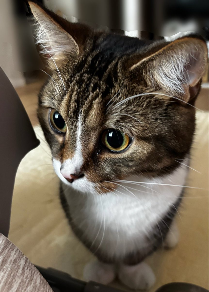 gorogoro_gurume's tweet photo. おやつがもらえると聞きまして...
#猫のいる暮らし https://t.co/3rytdCFoCV