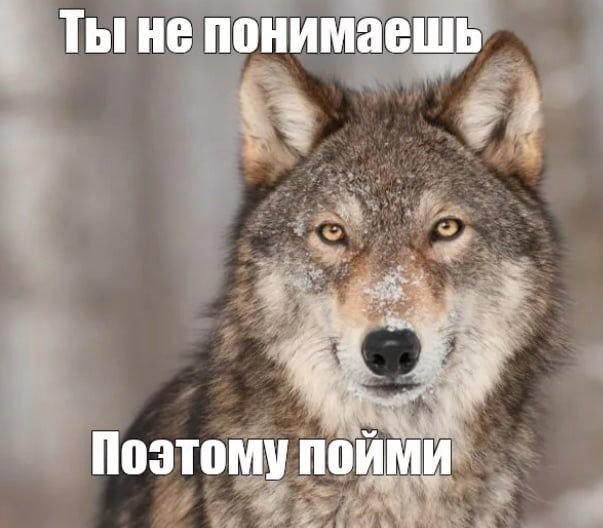 RenoireAlice's tweet photo. Так, волчицы, я ушла работать

Не пессимиздите, не паникуйте раньше времени, не спекулируйте публично, не расстраивайте эту тётушку, окей? Окей.

Напоминаю специально для ру-волчиц: пиво может быть нефильтрованым, но базар фильтрованным быть обязан

Обняла приподняла 🫰🏻 https://t.co/S1uJVMzXqa